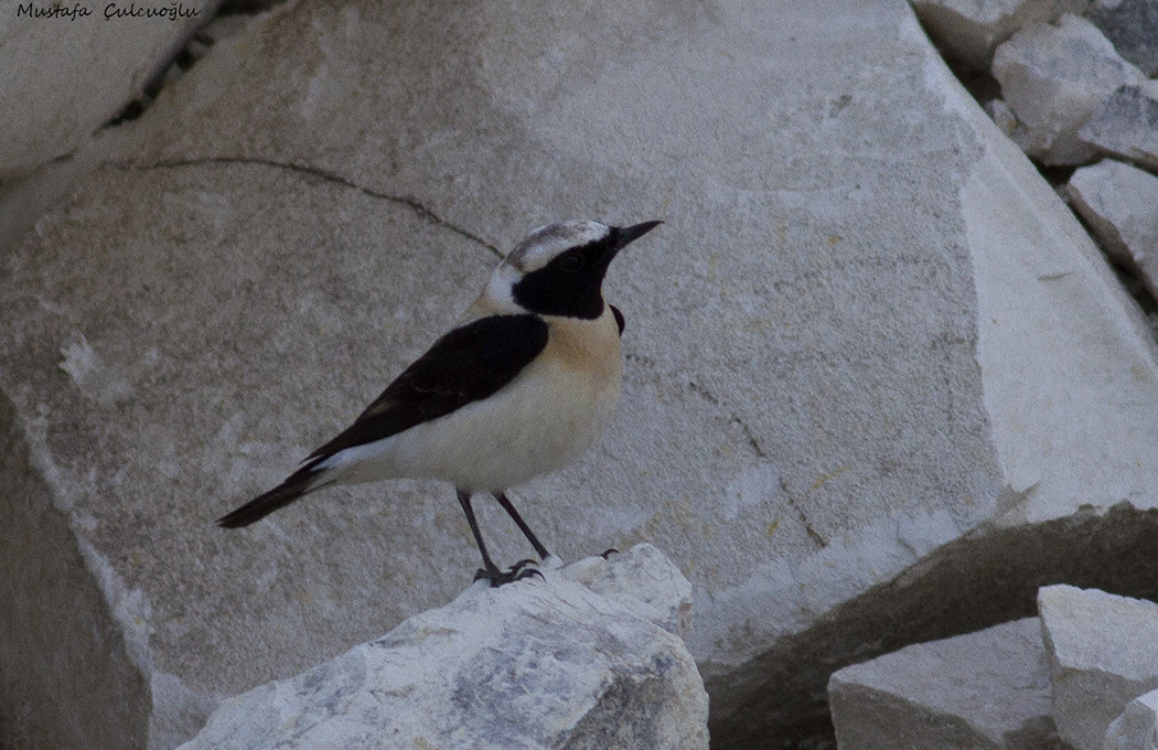 Black-eared Wheatear